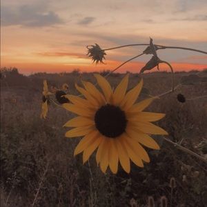 Meet your Posher, Dahlia